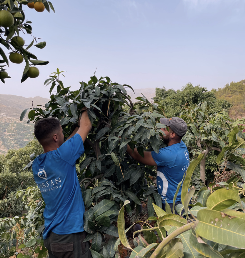 Dos trabajadores con camisetas de Frutas Garsan recolectando mangos en el campo