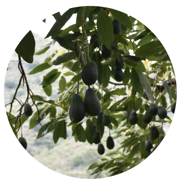 Aguacate variedad hass en el árbol antes de ser recolectados.